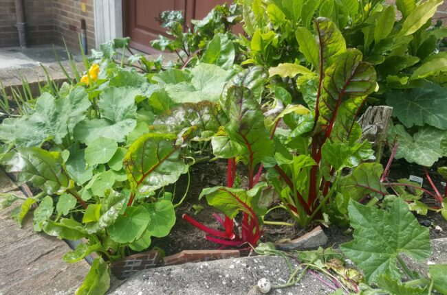 A garden in Swansea created by refugees during lockdown