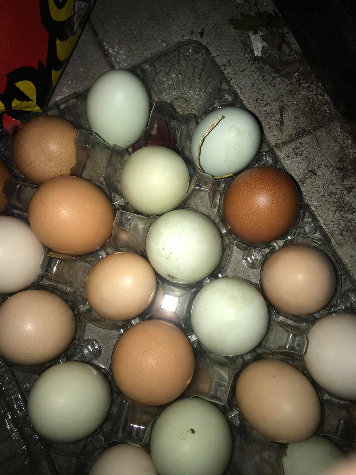 A family grew vegetables and kept chickens during lockdown 1