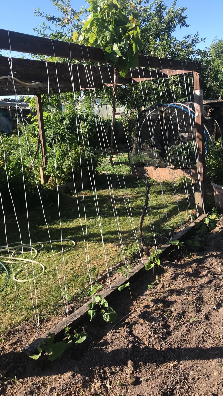 A family grew vegetables and kept chickens during lockdown 2